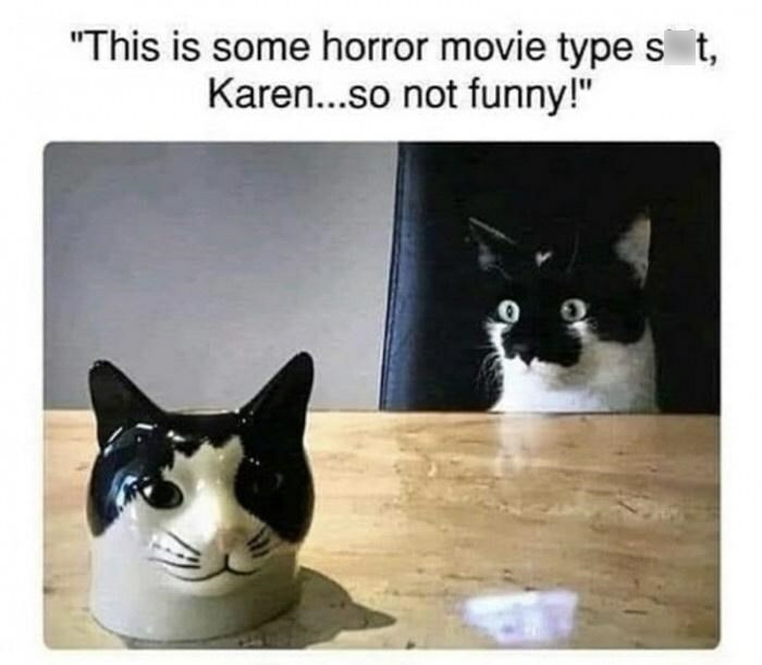 50 Funny Cat Photos Anyone Who Has Cats Should Appreciate