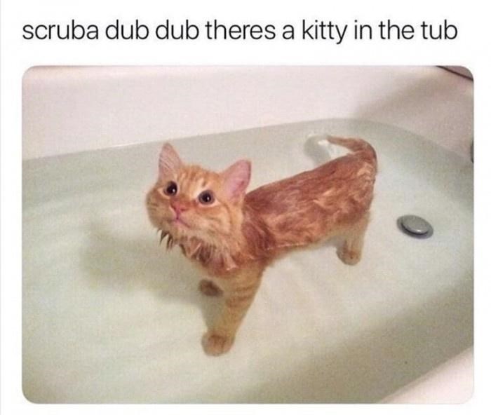 50 Funny Cat Photos Anyone Who Has Cats Should Appreciate