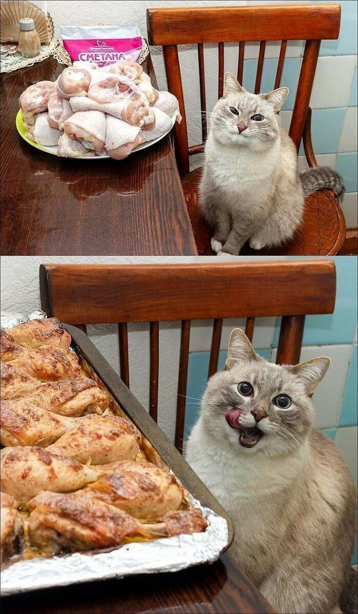50 Funny Cat Photos Anyone Who Has Cats Should Appreciate