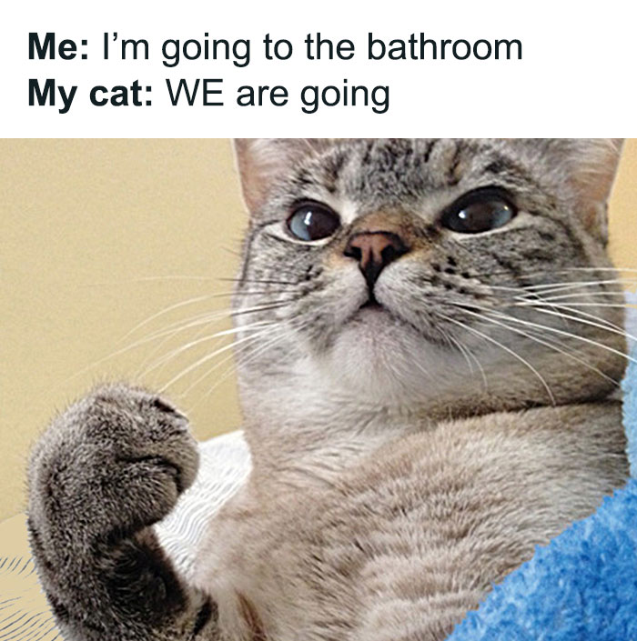 50 Funny Cat Photos Anyone Who Has Cats Should Appreciate