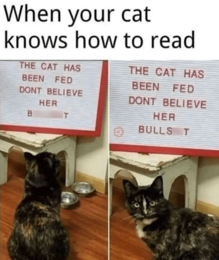 50 Funny Cat Photos Anyone Who Has Cats Should Appreciate