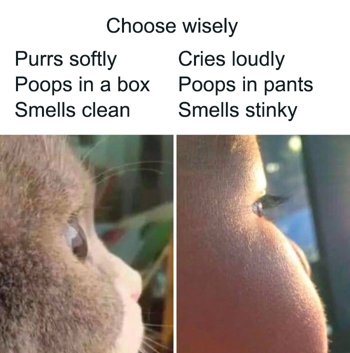 50 Funny Cat Photos Anyone Who Has Cats Should Appreciate