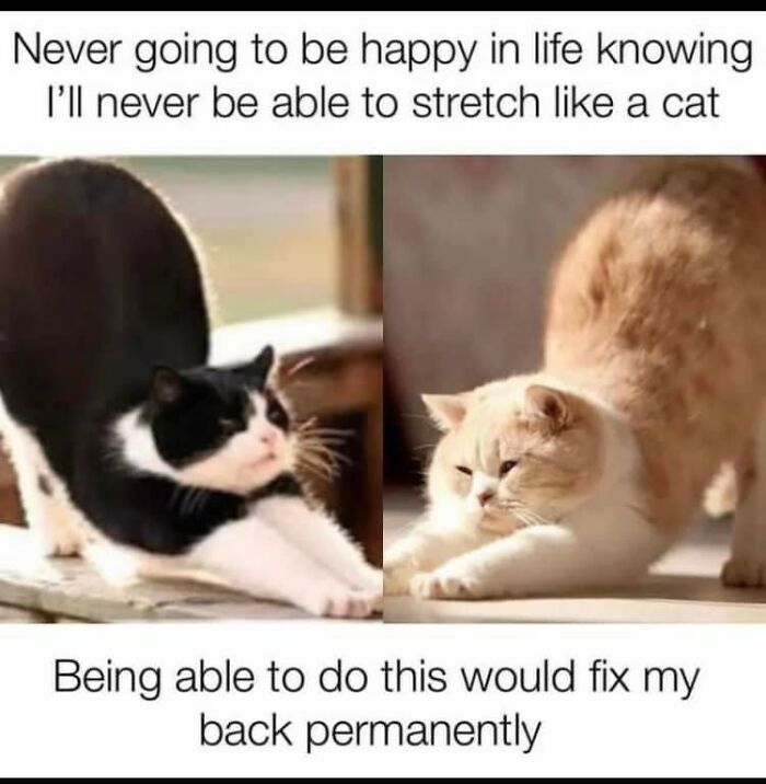 50 Funny Cat Photos Anyone Who Has Cats Should Appreciate