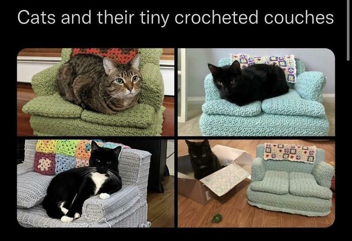50 Funny Cat Photos Anyone Who Has Cats Should Appreciate