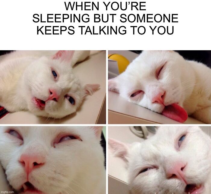 50 Funny Cat Photos Anyone Who Has Cats Should Appreciate