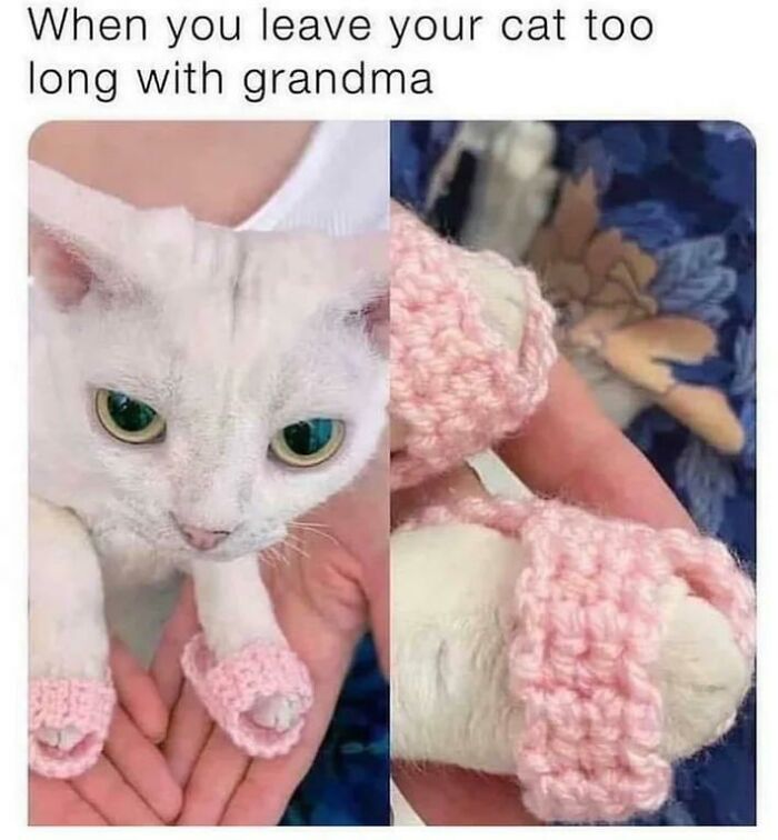 50 Funny Cat Photos Anyone Who Has Cats Should Appreciate