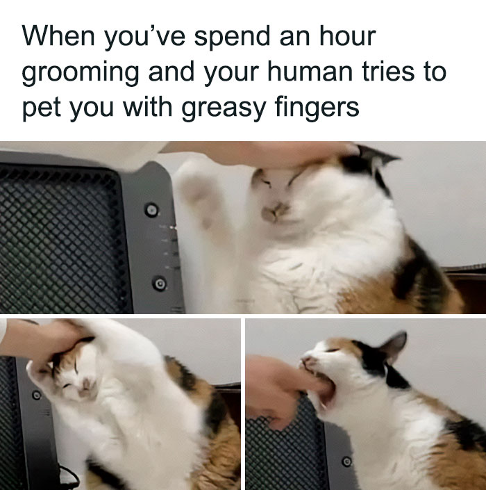 50 Funny Cat Photos Anyone Who Has Cats Should Appreciate