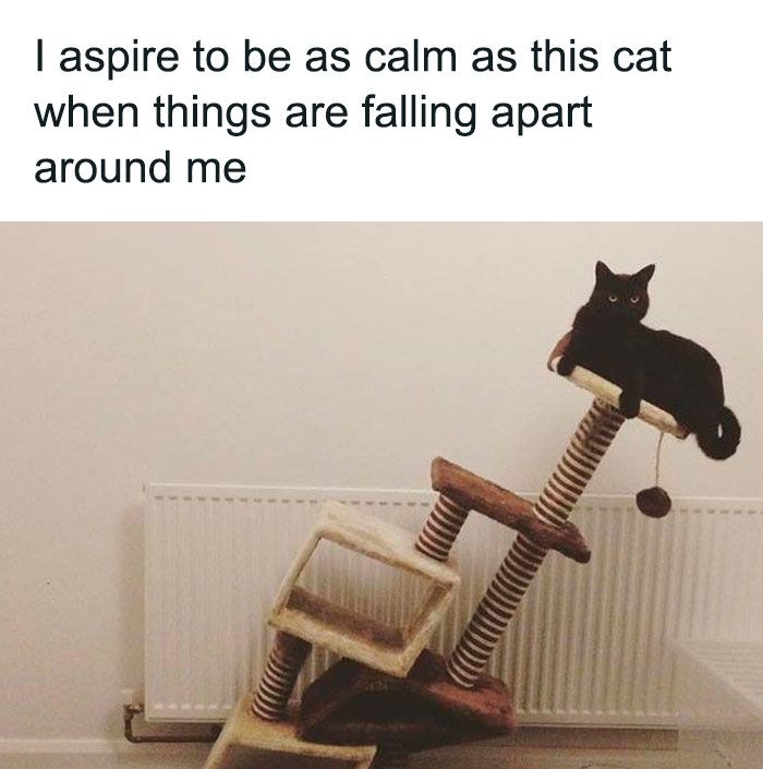 50 Funny Cat Photos Anyone Who Has Cats Should Appreciate