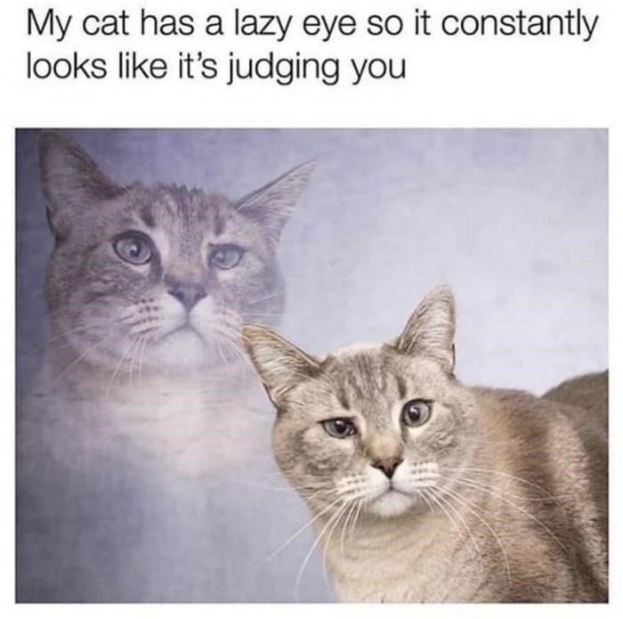 50 Funny Cat Photos Anyone Who Has Cats Should Appreciate