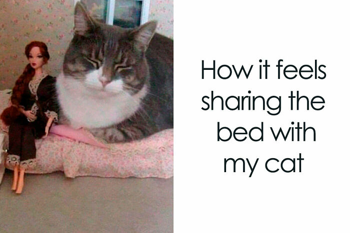 50 Funny Cat Photos Anyone Who Has Cats Should Appreciate