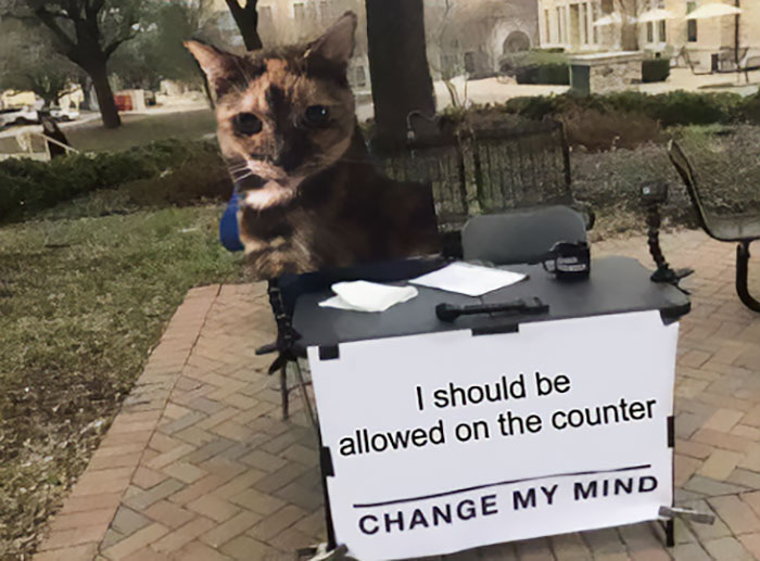 50 Funny Cat Photos Anyone Who Has Cats Should Appreciate