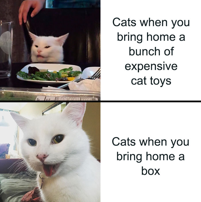 50 Funny Cat Photos Anyone Who Has Cats Should Appreciate