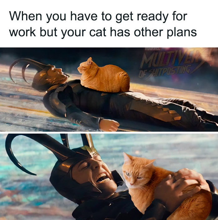 50 Funny Cat Photos Anyone Who Has Cats Should Appreciate