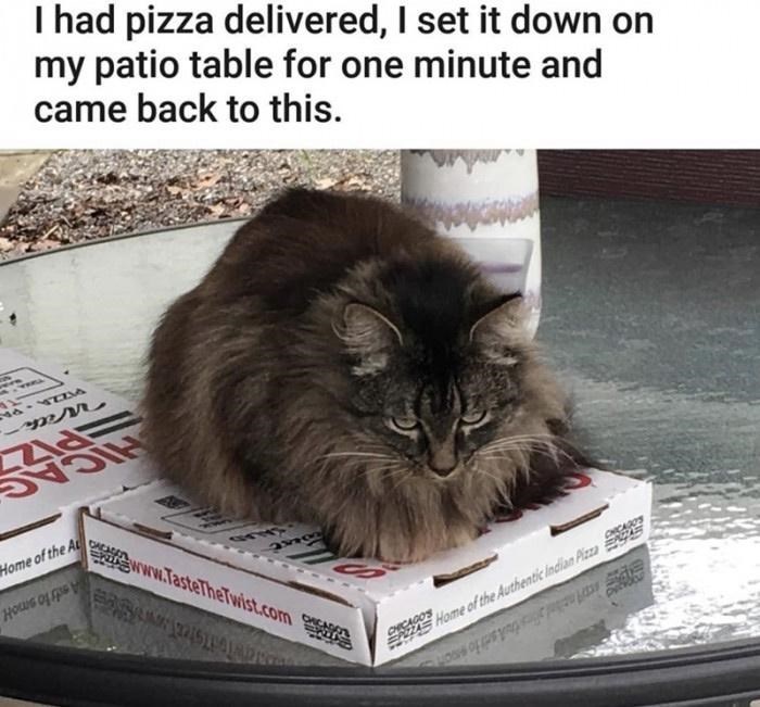 50 Funny Cat Photos Anyone Who Has Cats Should Appreciate