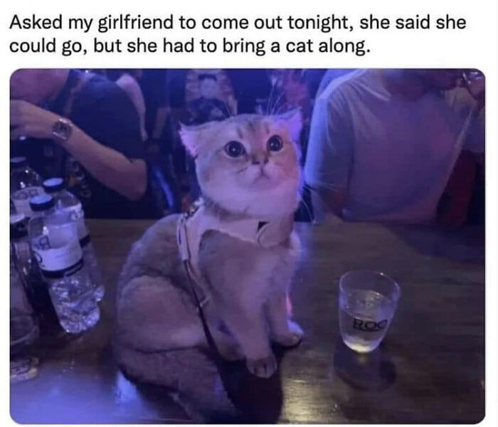 50 Funny Cat Photos Anyone Who Has Cats Should Appreciate