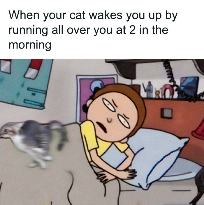 50 Funny Cat Photos Anyone Who Has Cats Should Appreciate