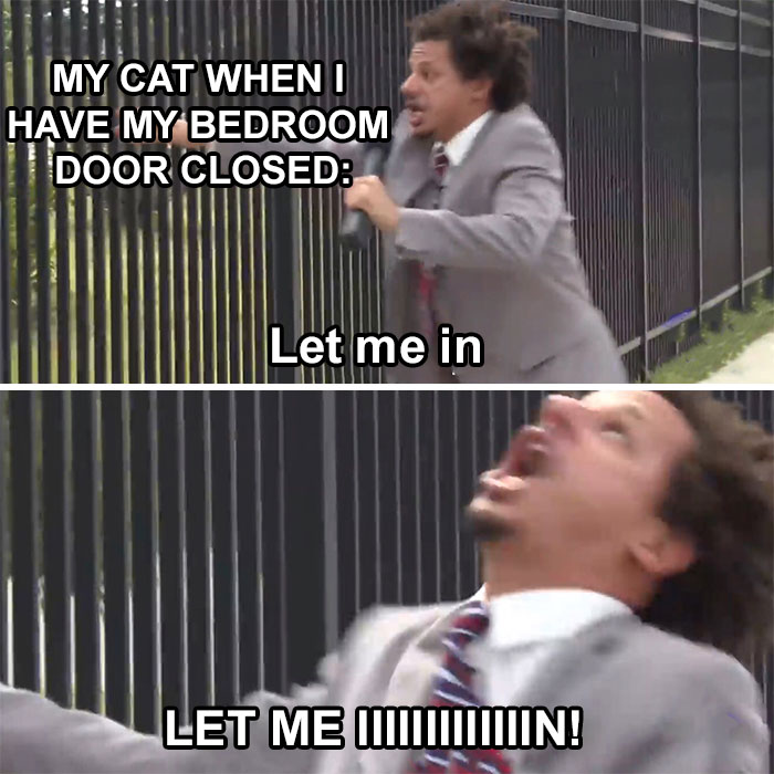 50 Funny Cat Photos Anyone Who Has Cats Should Appreciate