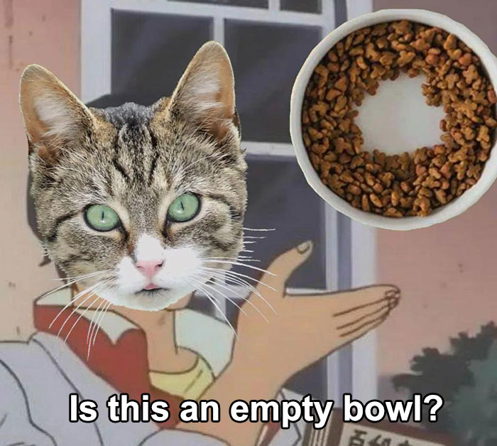 50 Funny Cat Photos Anyone Who Has Cats Should Appreciate