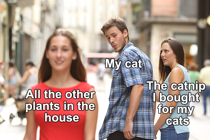 50 Funny Cat Photos Anyone Who Has Cats Should Appreciate