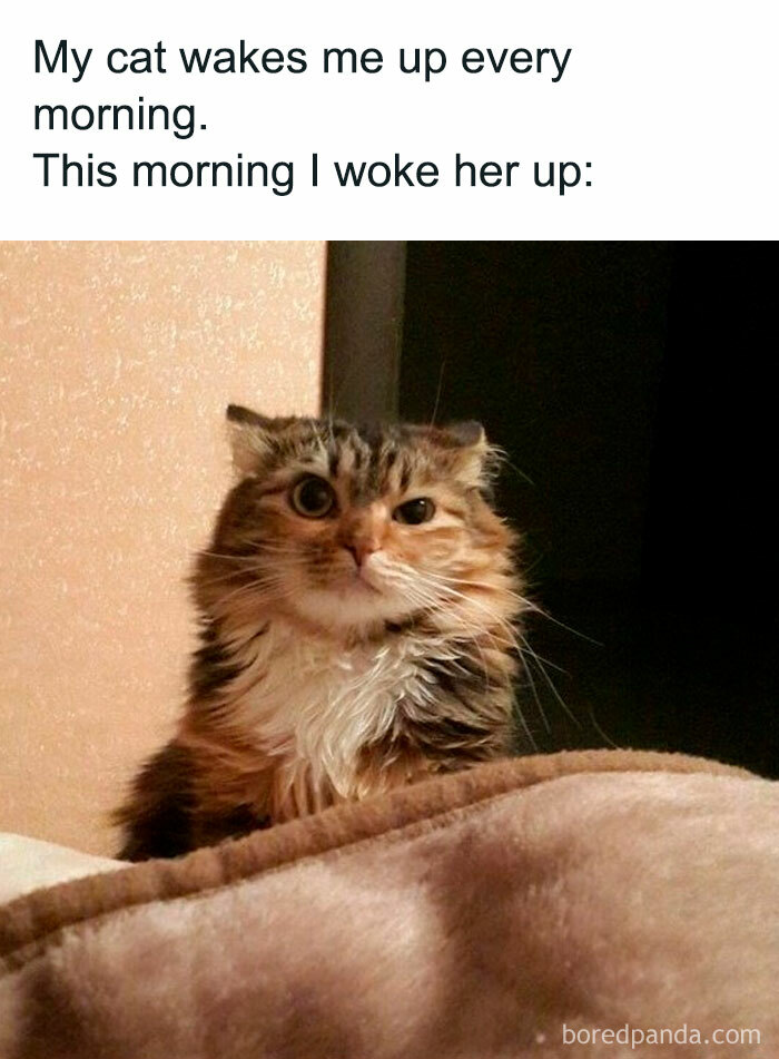 40 Funny “Good Morning” Memes Guaranteed To Make You Smile