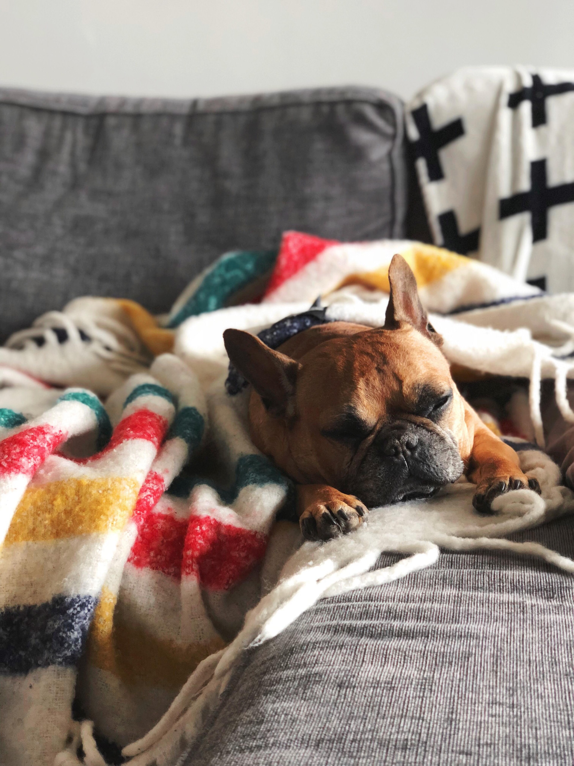 7 Tested Tips on How to Keep Dogs Off the Couch and Sofa
