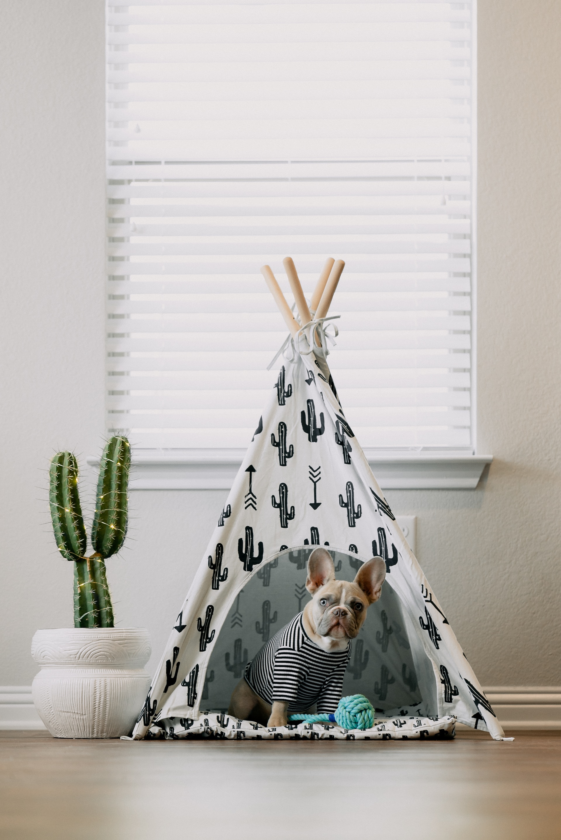 7 Tested Tips on How to Keep Dogs Off the Couch and Sofa