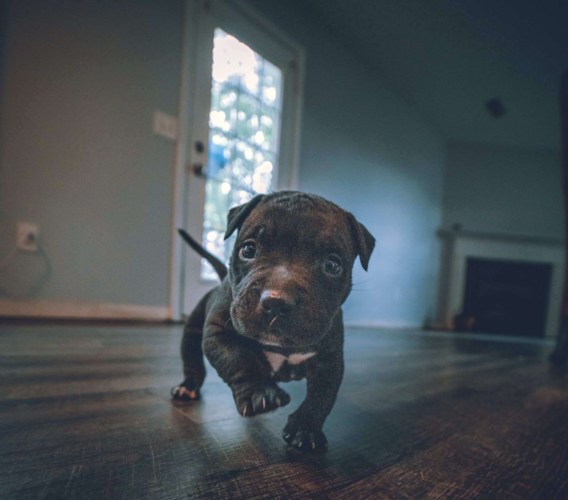 7 Tested Tips on How to Keep Dogs Off the Couch and Sofa