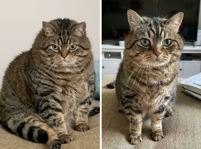 50 Chonky Cats That Underwent Incredible Transformations To Become Healthier Kitties