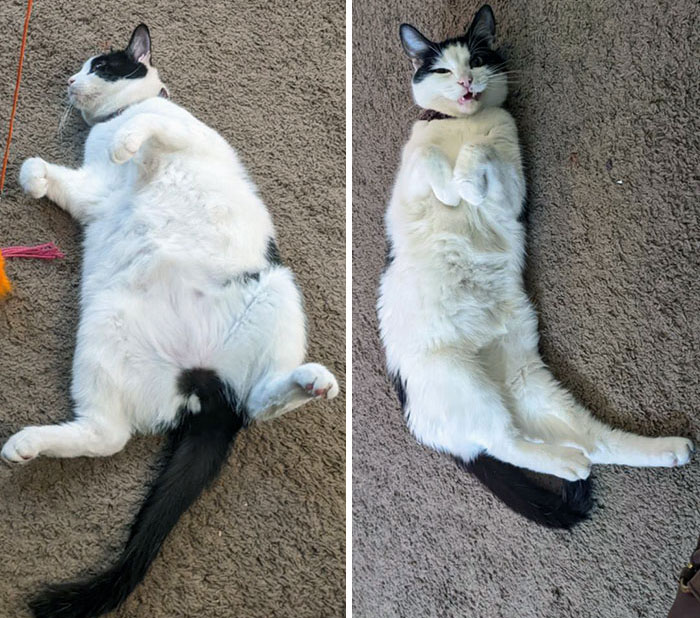 50 Chonky Cats That Underwent Incredible Transformations To Become Healthier Kitties