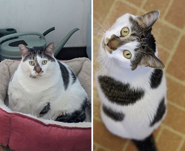50 Chonky Cats That Underwent Incredible Transformations To Become Healthier Kitties