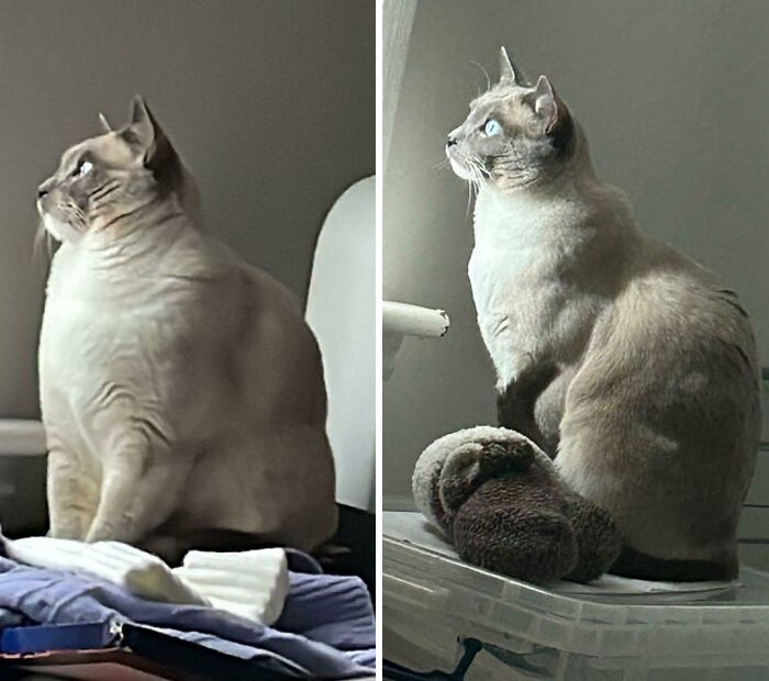 50 Chonky Cats That Underwent Incredible Transformations To Become Healthier Kitties