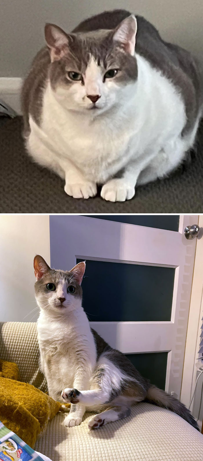 50 Chonky Cats That Underwent Incredible Transformations To Become Healthier Kitties