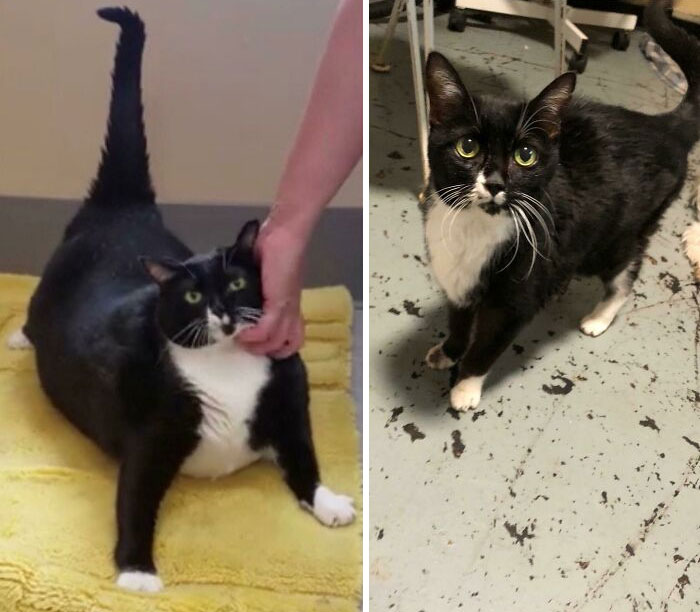50 Chonky Cats That Underwent Incredible Transformations To Become Healthier Kitties