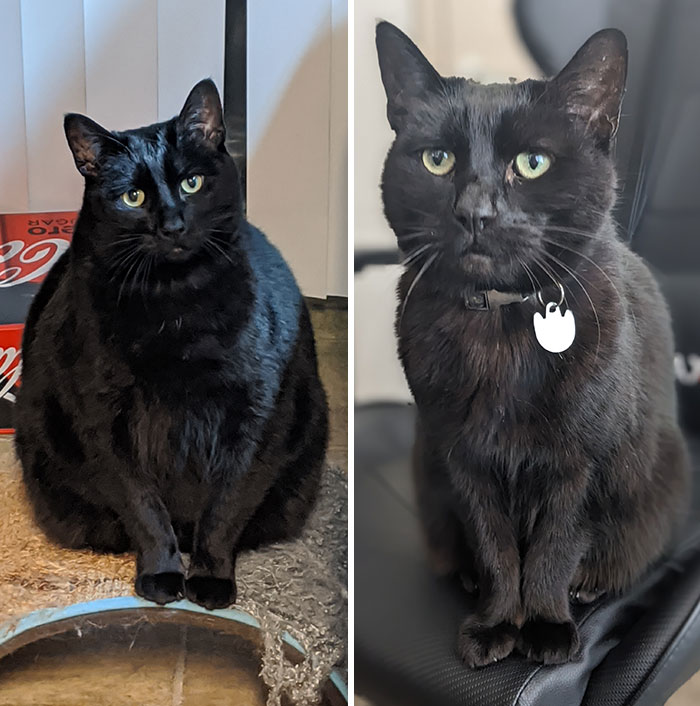 50 Chonky Cats That Underwent Incredible Transformations To Become Healthier Kitties