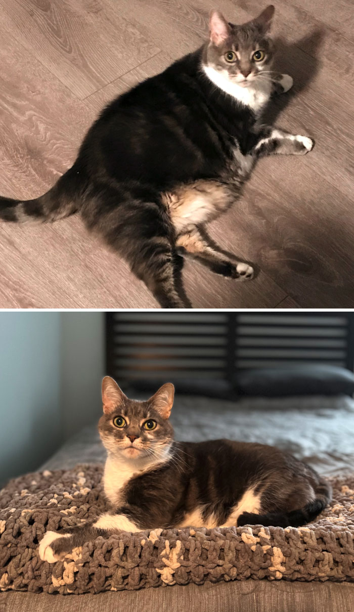 50 Chonky Cats That Underwent Incredible Transformations To Become Healthier Kitties