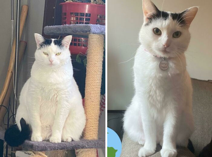 50 Chonky Cats That Underwent Incredible Transformations To Become Healthier Kitties