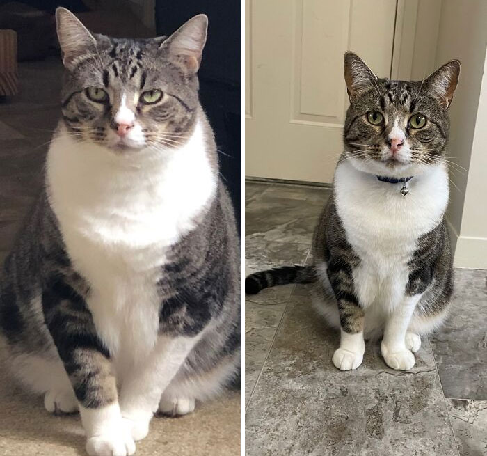 50 Chonky Cats That Underwent Incredible Transformations To Become Healthier Kitties