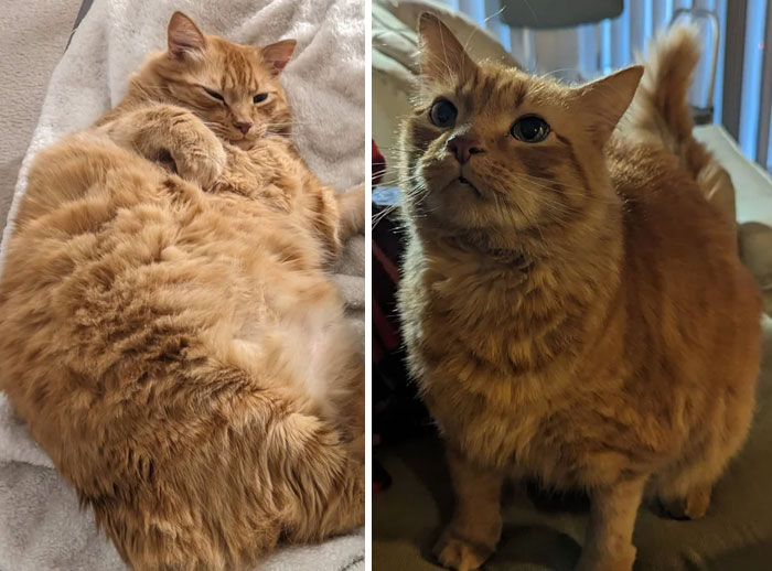 50 Chonky Cats That Underwent Incredible Transformations To Become Healthier Kitties