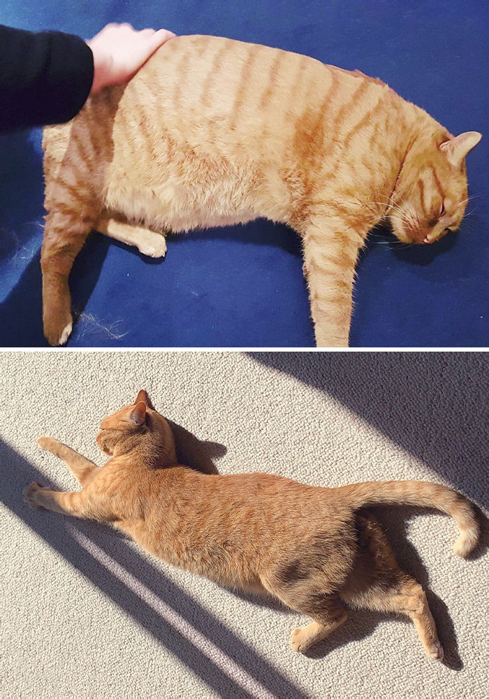 50 Chonky Cats That Underwent Incredible Transformations To Become Healthier Kitties