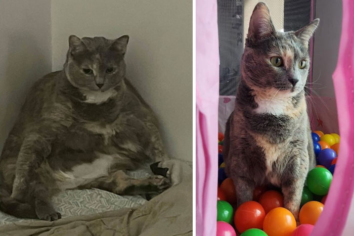 50 Chonky Cats That Underwent Incredible Transformations To Become Healthier Kitties