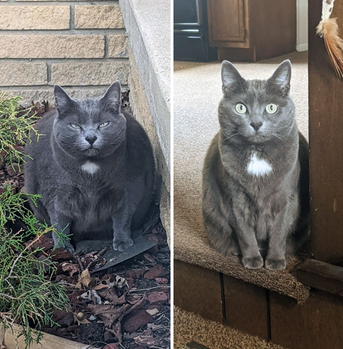 50 Chonky Cats That Underwent Incredible Transformations To Become Healthier Kitties