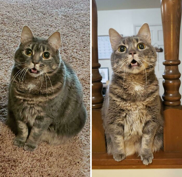 50 Chonky Cats That Underwent Incredible Transformations To Become Healthier Kitties