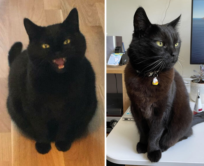 50 Chonky Cats That Underwent Incredible Transformations To Become Healthier Kitties