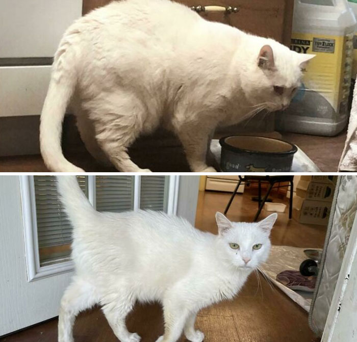 50 Chonky Cats That Underwent Incredible Transformations To Become Healthier Kitties
