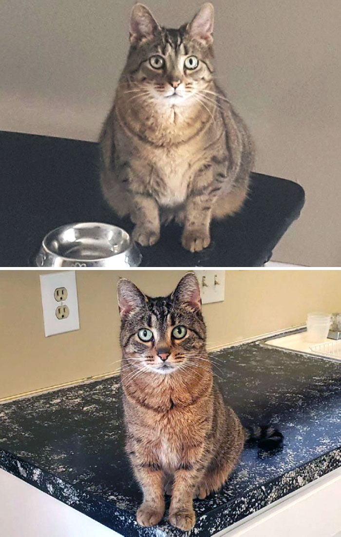 50 Chonky Cats That Underwent Incredible Transformations To Become Healthier Kitties