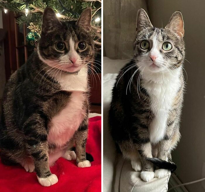 50 Chonky Cats That Underwent Incredible Transformations To Become Healthier Kitties