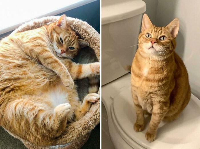 50 Chonky Cats That Underwent Incredible Transformations To Become Healthier Kitties