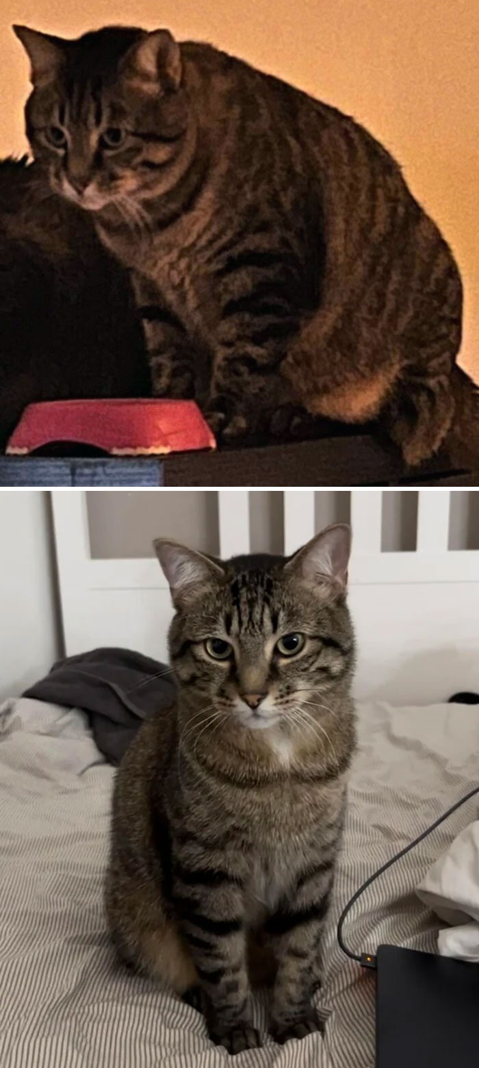 50 Chonky Cats That Underwent Incredible Transformations To Become Healthier Kitties
