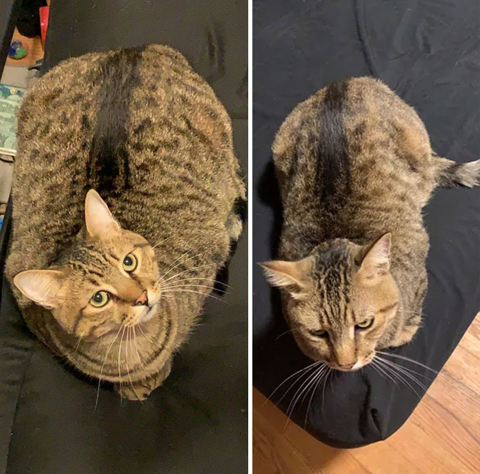 50 Chonky Cats That Underwent Incredible Transformations To Become Healthier Kitties