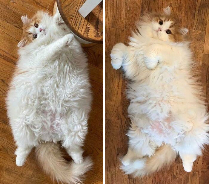 50 Chonky Cats That Underwent Incredible Transformations To Become Healthier Kitties
